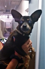 Miniature Pinscher Dogs for adoption in Hillsdale, IN, USA