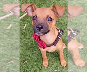 Chihuahua Dogs for adoption in San Diego, CA, USA