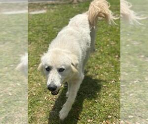 Great Pyrenees Dogs for adoption in Texas City, TX, USA