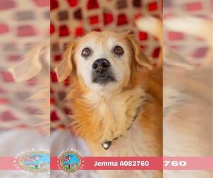 Golden Retriever-Unknown Mix Dogs for adoption in Mobile, AL, USA