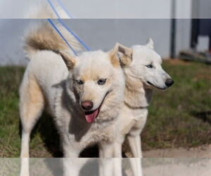 Huskies -white german shepherd Mix Dogs for adoption in Euless, TX, USA