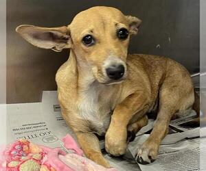 Chihuahua-Unknown Mix Dogs for adoption in San Antonio, TX, USA