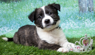 Border Collie Dogs for adoption in Denver, CO, USA