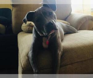 Bull Terrier Dogs for adoption in Mobile, AL, USA