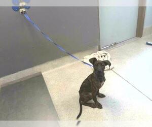 American Staffordshire Terrier-Labrador Retriever Mix Dogs for adoption in Tallahassee, FL, USA