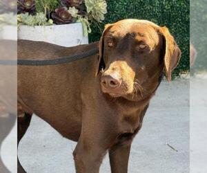 Doberman Pinscher-Labrador Retriever Mix Dogs for adoption in Camarillo, CA, USA