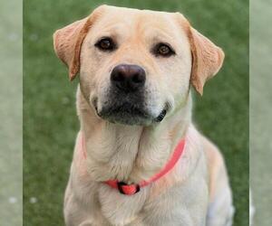 Labrador Retriever Dogs for adoption in San Diego, CA, USA