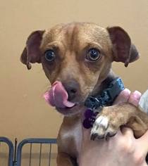 Dorgi Dogs for adoption in CHANDLER, AZ, USA