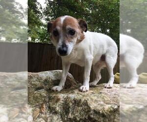Jack Russell Terrier Dogs for adoption in Centreville, VA, USA