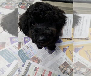 Maltese-Poodle (Standard) Mix Dogs for adoption in Santa Rosa, CA, USA