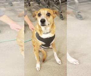 Beagle-Unknown Mix Dogs for adoption in Knoxville, TN, USA