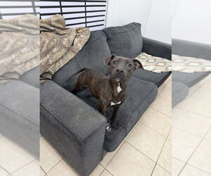 Labrador Retriever-Unknown Mix Dogs for adoption in Elmsford, NY, USA