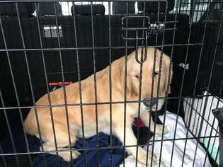 Golden Retriever Dogs for adoption in Lancaster, PA, USA