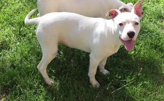 Bull Terrier Dogs for adoption in Joplin, MO, USA