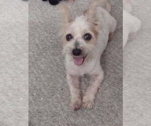 Mutt Dogs for adoption in Huntington Beach, CA, USA