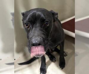 American Pit Bull Terrier Dogs for adoption in Bakersfield, CA, USA