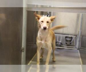 Canaan Dog Dogs for adoption in Modesto, CA, USA