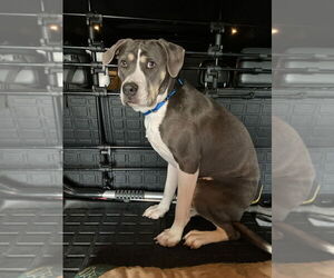 American Bulldog-Unknown Mix Dogs for adoption in Salt Lake City, UT, USA
