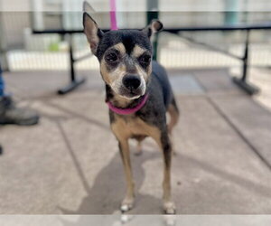 Chipin Dogs for adoption in Martinez, CA, USA
