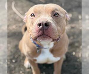 American Pit Bull Terrier Dogs for adoption in Aurora, CO, USA