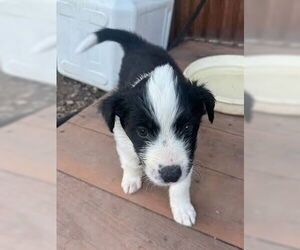 Border Collie-Unknown Mix Dogs for adoption in Winter Park, CO, USA