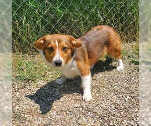 Pembroke Welsh Corgi Dogs for adoption in Lake City, MI, USA