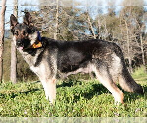 German Shepherd Dog Dogs for adoption in San Andreas, CA, USA