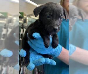 Labrador Retriever-Unknown Mix Dogs for adoption in San Antonio, TX, USA