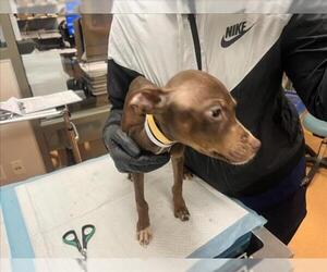 Mutt Dogs for adoption in Martinez, CA, USA