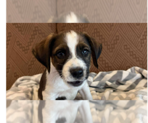 Boxer-Unknown Mix Dogs for adoption in Tampa, FL, USA