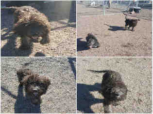 Labradoodle Dogs for adoption in Brighton, CO, USA