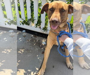 Labralas Dogs for adoption in Newport Beach, CA, USA