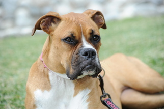 Boxer Dogs for adoption in Alameda, CA, USA