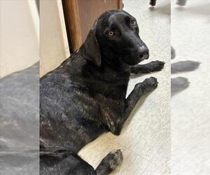 Dutch Shepherd -Unknown Mix Dogs for adoption in Plano, TX, USA