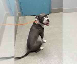 American Pit Bull Terrier-Unknown Mix Dogs for adoption in Las Vegas, NV, USA