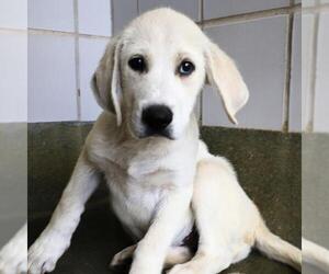 Labrador Retriever-Unknown Mix Dogs for adoption in San Antonio, TX, USA