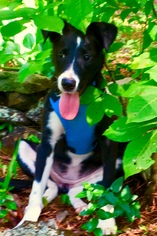 Borador Dogs for adoption in Doylestown, PA, USA