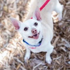 Medium Photo #1 Chihuahua Puppy For Sale in Pleasant Hill, CA, USA