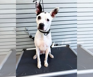 American Pit Bull Terrier-Unknown Mix Dogs for adoption in Germantown, OH, USA