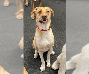 Mutt Dogs for adoption in Chandler, AZ, USA