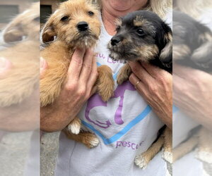 Mutt Dogs for adoption in Jackson Township, NJ, USA