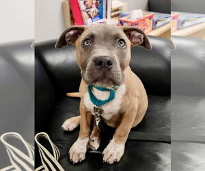 American Pit Bull Terrier-Unknown Mix Dogs for adoption in Minneapolis, MN, USA