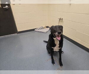 Labrador Retriever-Unknown Mix Dogs for adoption in Denver, CO, USA