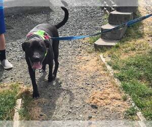 Labrador Retriever Dogs for adoption in Reedsport, OR, USA