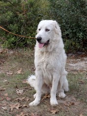Great Pyrenees Dogs for adoption in Dunnellon, FL, USA