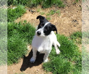 Mutt Dogs for adoption in FAIRLAWN, OH, USA