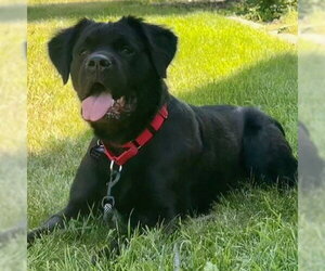 Colonial Cocker Spaniel-Unknown Mix Dogs for adoption in Fargo, ND, USA