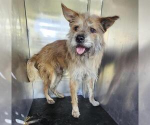 Mutt Dogs for adoption in San Antonio, TX, USA