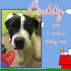 American Bulldog-Unknown Mix Dogs for adoption in Fond du Lac, WI, USA