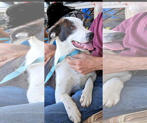 Labrenees Dogs for adoption in Harrison, AR, USA